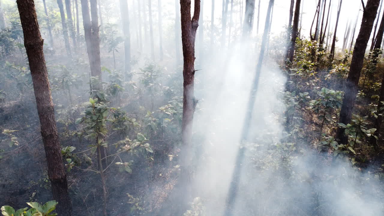 숲 속 의 나무 들 은 연기 로 뒤인 은 줄기 를 가지고 있다