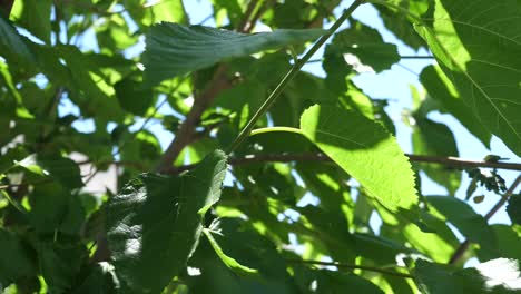 las hojas de morera se mueven con un viento ligero
