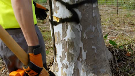 leñador examinando el tronco del árbol antes de cortar 4k