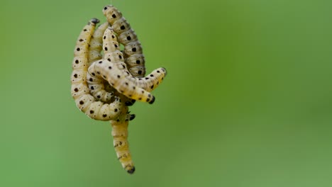 Close-up-shot-showing-group-of-hanging-ermine-moths-in-nature