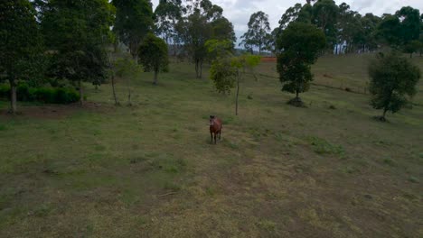 Dolly-Inn-A-Un-Caballo-En-Medio-De-Los-Campos-En-Curiti,-Colombia-En-Un-Día-Nublado