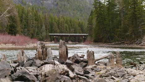 Tree-Stumps,-Logs,-with-Rolling-Stream,-Dry-Shrubs,-and-Pine-Trees-during-the-Afternoon-at-St