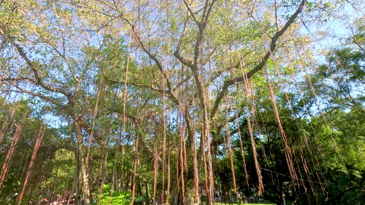 높은 나무들은 바람에 부드럽게 흔들립니다.