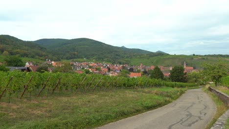 vineyards near kayserberg village in colmar with road leading to town on a gloomy autumn day