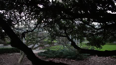 slow motion pull back tree branches