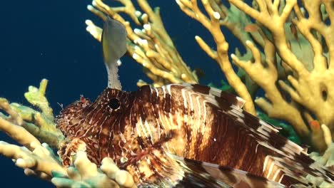 red sea lionfish resting on fire coral in the red sea