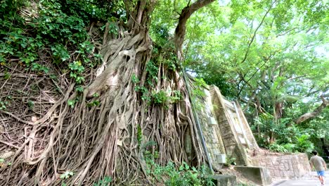 a serene walk by a massive banyan tree