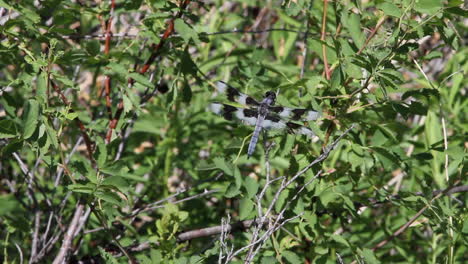 la libélula de ocho manchas en la rama de un árbol de hojas verdes vuela lejos