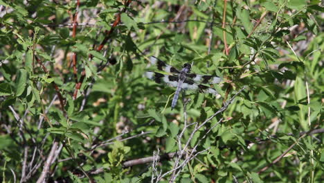 eight-spotted skimmer dragonfly on green leafy tree branch flies away