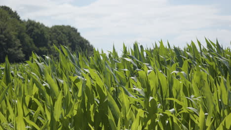 Schwenken-über-Die-Maisanbauflächen,-Die-Sich-In-Zeitlupe-Im-Wind-Bewegen