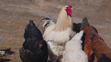 domestic free-range pasture chickens roosters walking on grass feeding on rural eco home farm coop