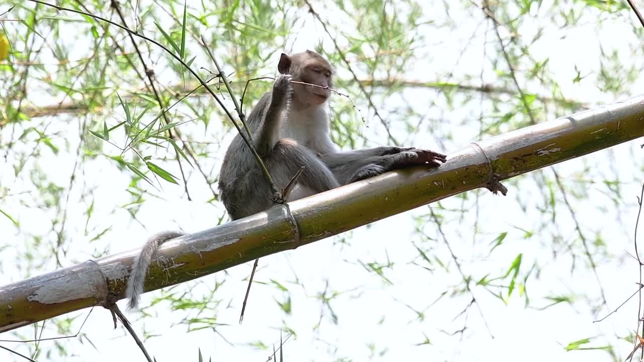 los macacos de cola larga son los monos más fáciles de encontrar en tailandia, ya que están presentes en complejos de templos, parques nacionales e incluso pueblos y ciudades