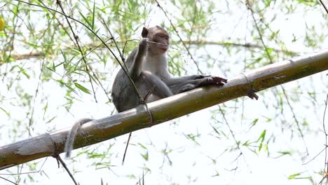 the long-tailed macaques are the easiest monkeys to find in thailand as they are present at temple complexes, national parks, and even villages and cities