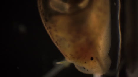 vista microscópica de un caracol que se arrastra
