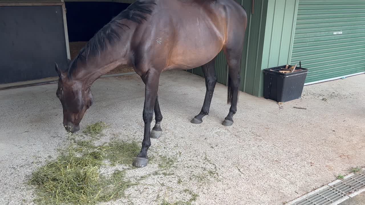 Brun hest spiser hø i Queensland, Australien