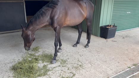 brown horse eating hay in queensland, australia