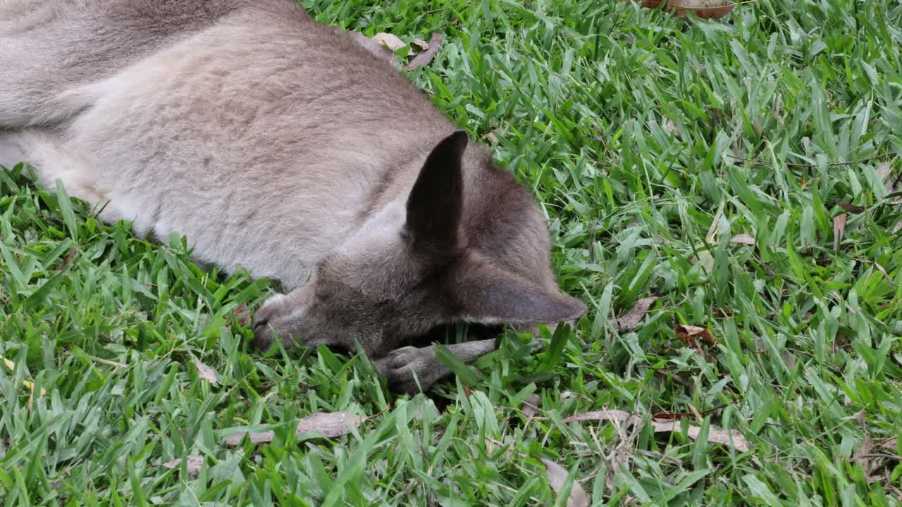 A kangaroo peacefully resting on green grass