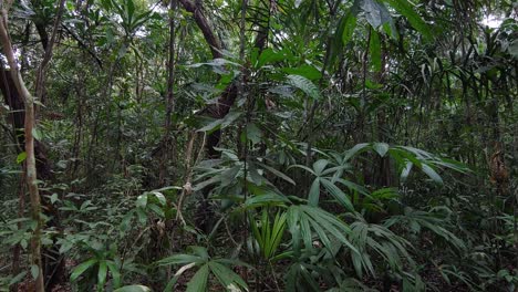 tiro de punto de vista caminando a través de la reserva de la selva tropical de gamboa, panamá, plano general