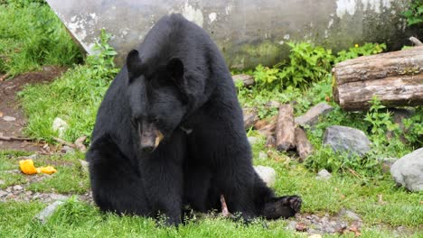 el oso negro está sentado.