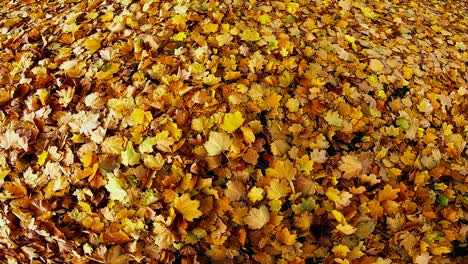 top view of dried maple leaves on ground swaying in wind