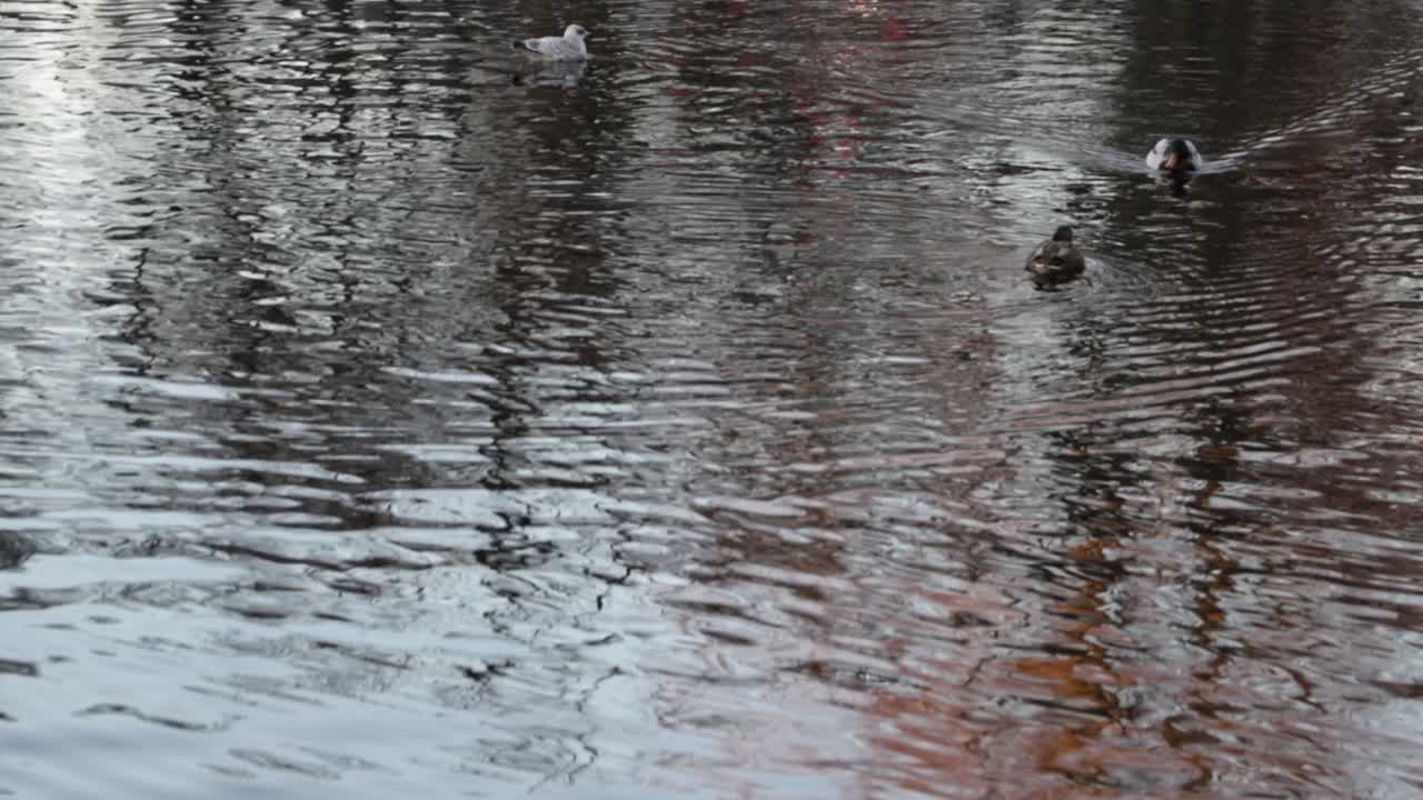 ends swim in the water