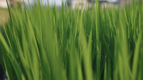 early morning rice field, close up over blades of grass with dew