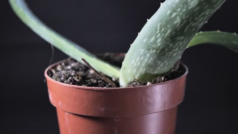 planta en maceta de aloe vera