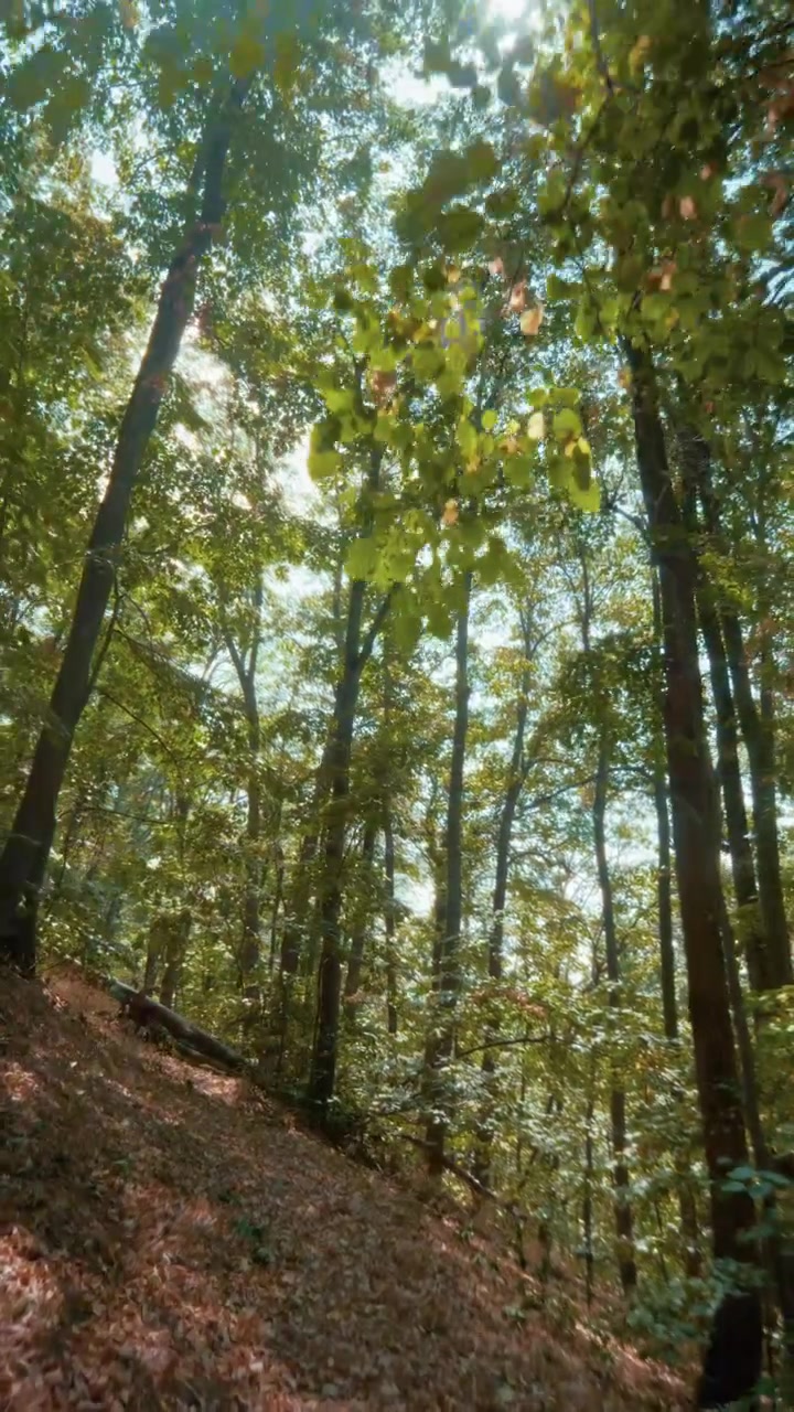 Un video verticale che si muove fluidamente lungo un sereno sentiero sterrato coperto di foglie arancioni, circondato da alberi alti in una foresta soleggiata, ripreso con un obiettivo ultra grandangolare alla luce naturale del sole