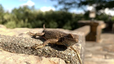 mid-shot-of-fence-lizard-breathing