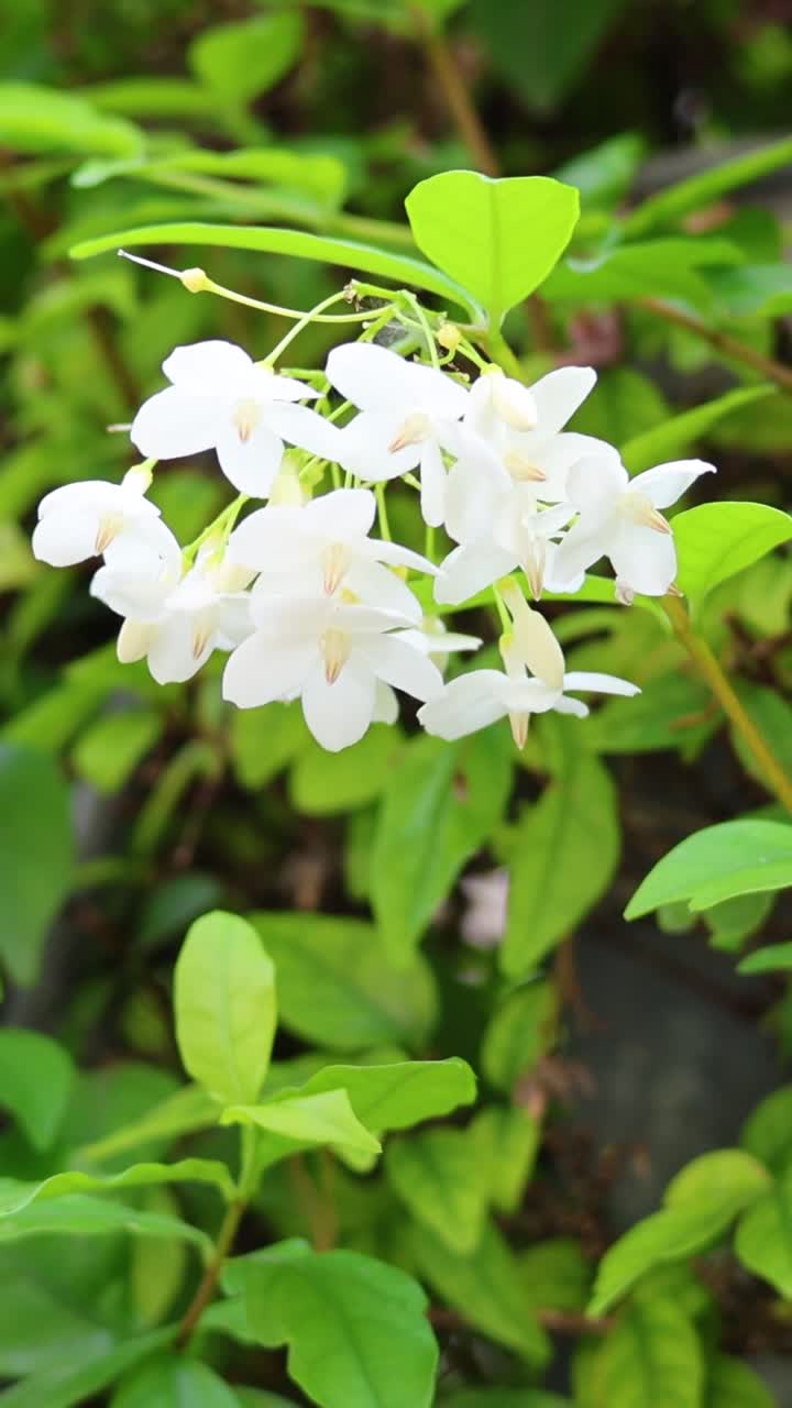 바람에 움직이는  꽃 어리