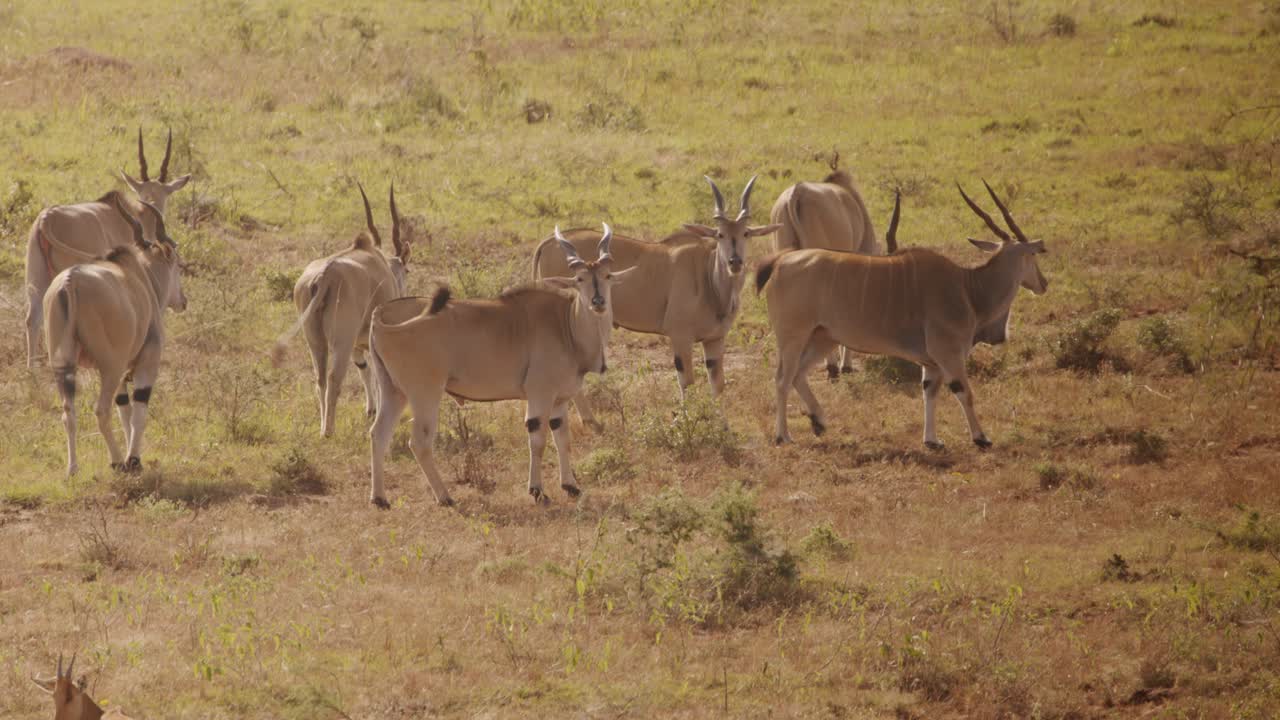 Herd Of Common Elands (Taurotragus oryx) Walking On the Plains of Kidepo Valley National Park In Uganda, Africa. - wide shot