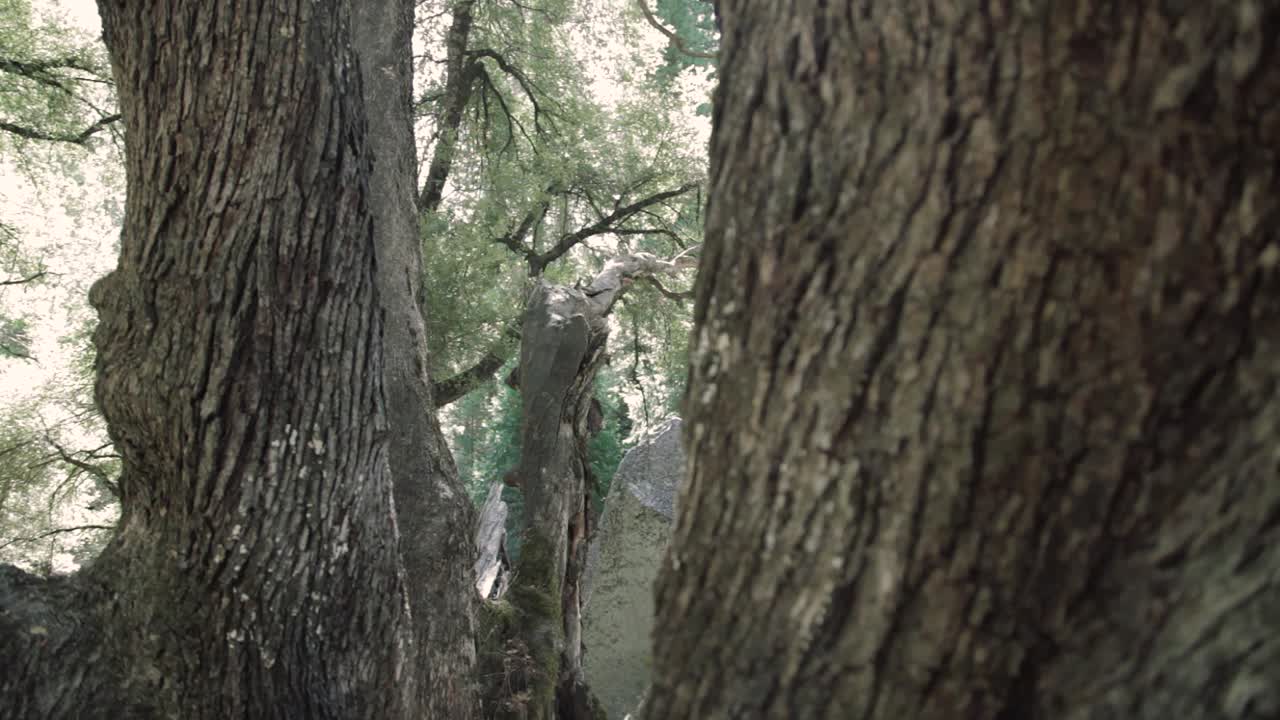 cacerola lenta hasta la corteza del tronco de un árbol en el bosque