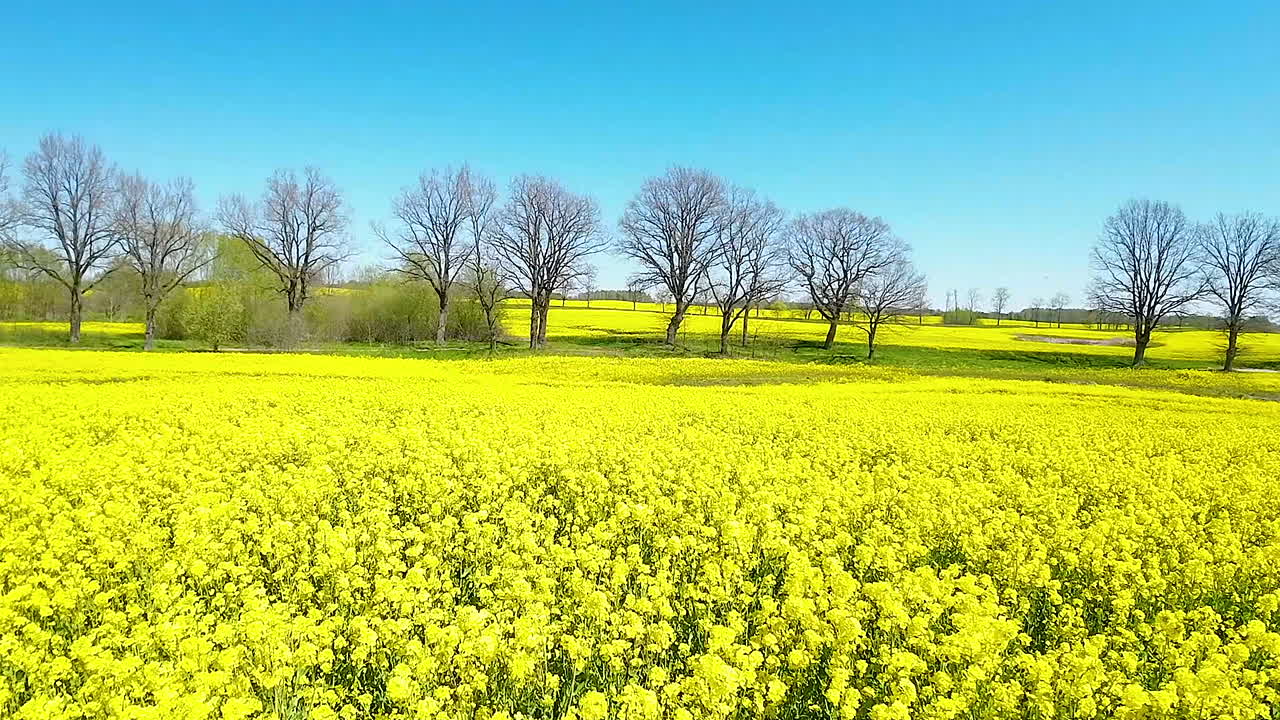 잎 없는 나무 와 배경 에 푸른 하늘 이 있는 밀집 한 노란색 카놀라  ⁇  위 의 느린 공중 비행