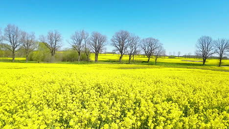 slow aerial flight over dense yellow canola field with leafless trees and blue sky in background