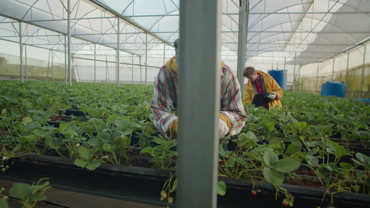 Female Farm Worker Looking for for Ripe Berries in Greenhouse