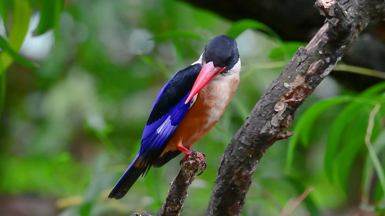 el martín pescador de gorra negra tiene un pico rojo como un caramelo y una gorra negra que se encuentra en tailandia y otros países de asia