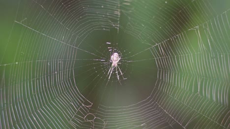 closeup of an orchard orb weaver spider returning to the center of her web