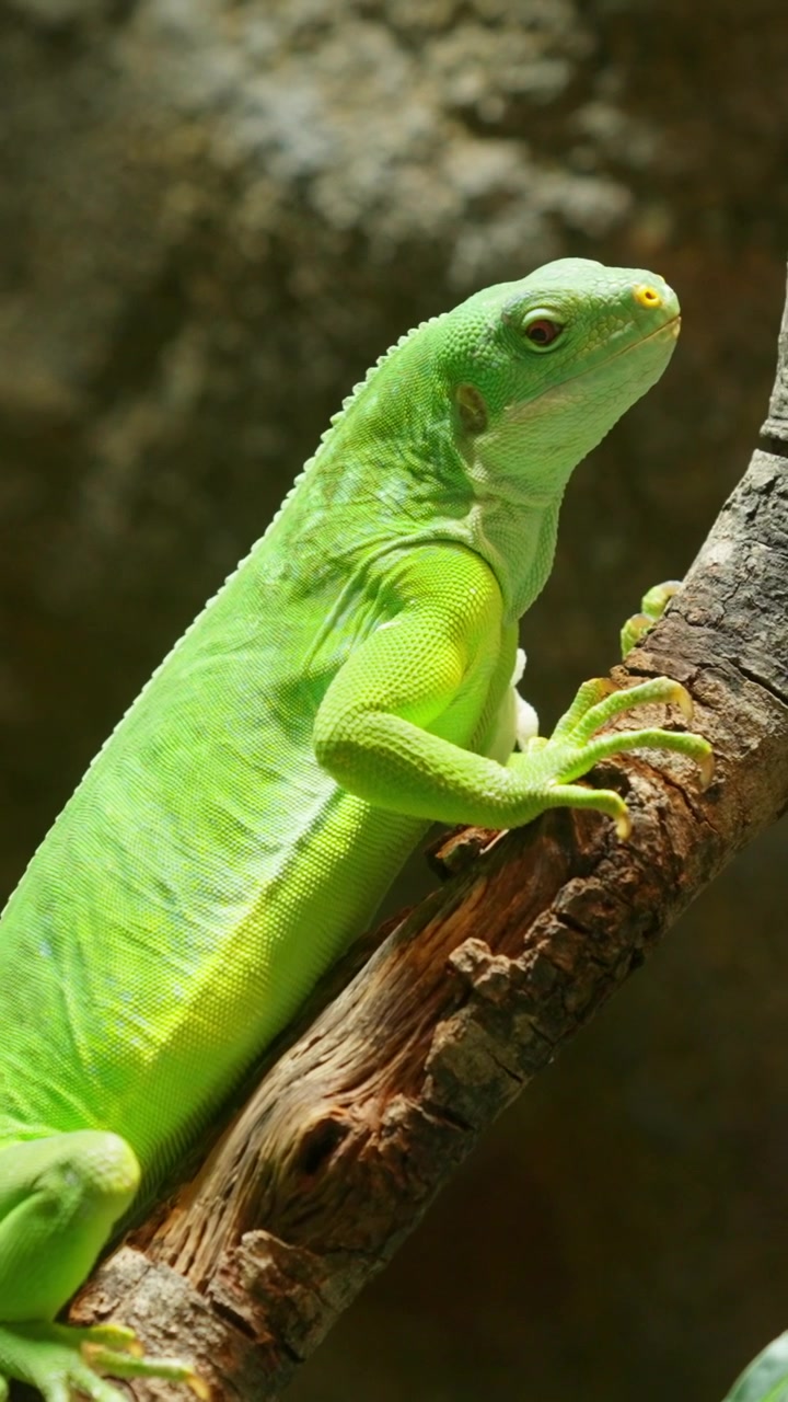 Iguana fasciata delle Fiji che si arrampica su un ramo d'albero