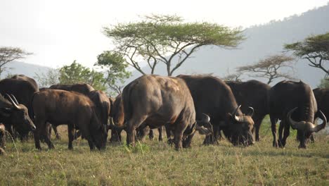 slow motion, herd of wild african buffaloes graze on grass in savanna landscape