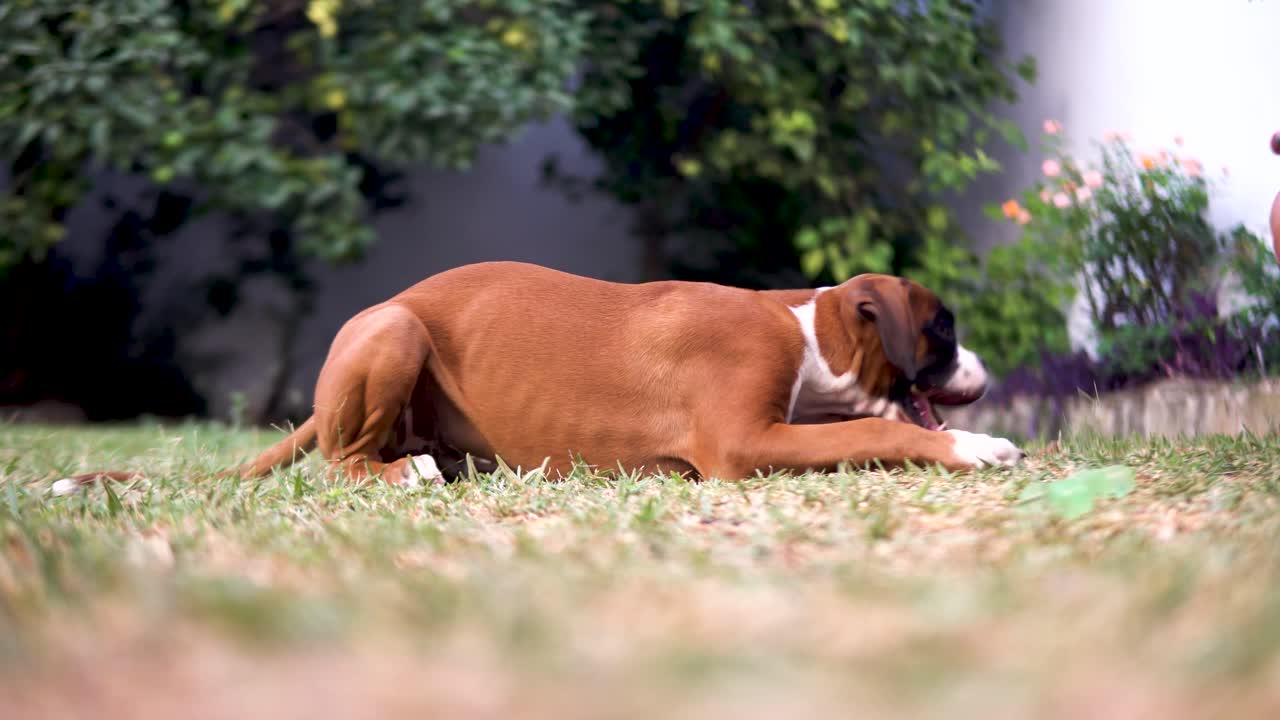 tiro bajo de un cachorro de boxeador masticando un palo en el jardín trasero