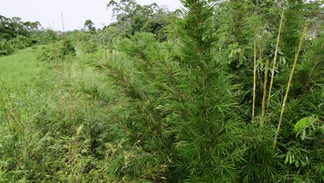 árbol de bambú entre otros árboles en la jungla, avión no tripulado descendiendo
