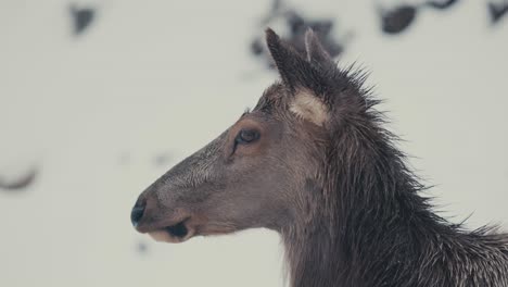 Side-View-Portrait-Of-Red-Deer-Hind-In-Winter-Background