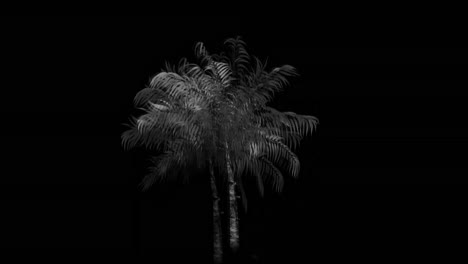 monochrome palm tree 4k