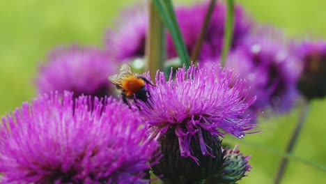 vista de cerca día soleado de abeja melífera polinizando una flor de cardo púrpura
