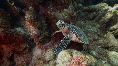 the camera circles a baby hawksbill turtle