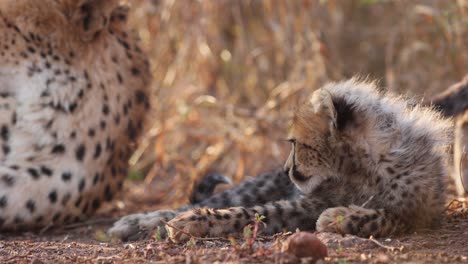 Cute-fuzzy-cheetah-cub-lies-in-golden-tall-morning-grass-next-to-mom
