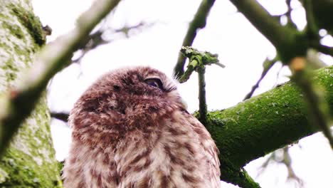 Un-Pequeño-Búho-Sentado-En-Una-Rama-De-árbol,-De-Cerca