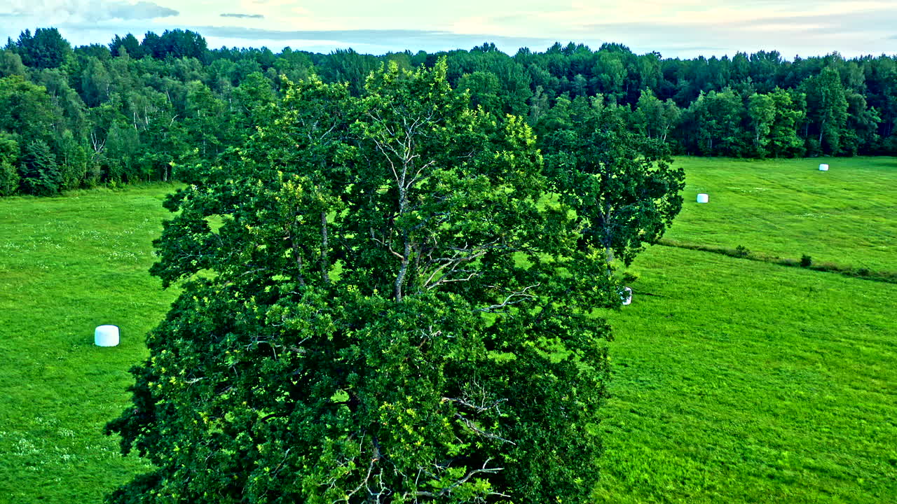 Aerial Flyover of Big Tree in Open Field, White Bales of Straw - Dolly Shot