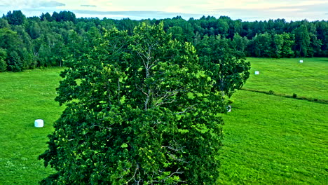 Aerial Flyover of Big Tree in Open Field, White Bales of Straw - Dolly Shot