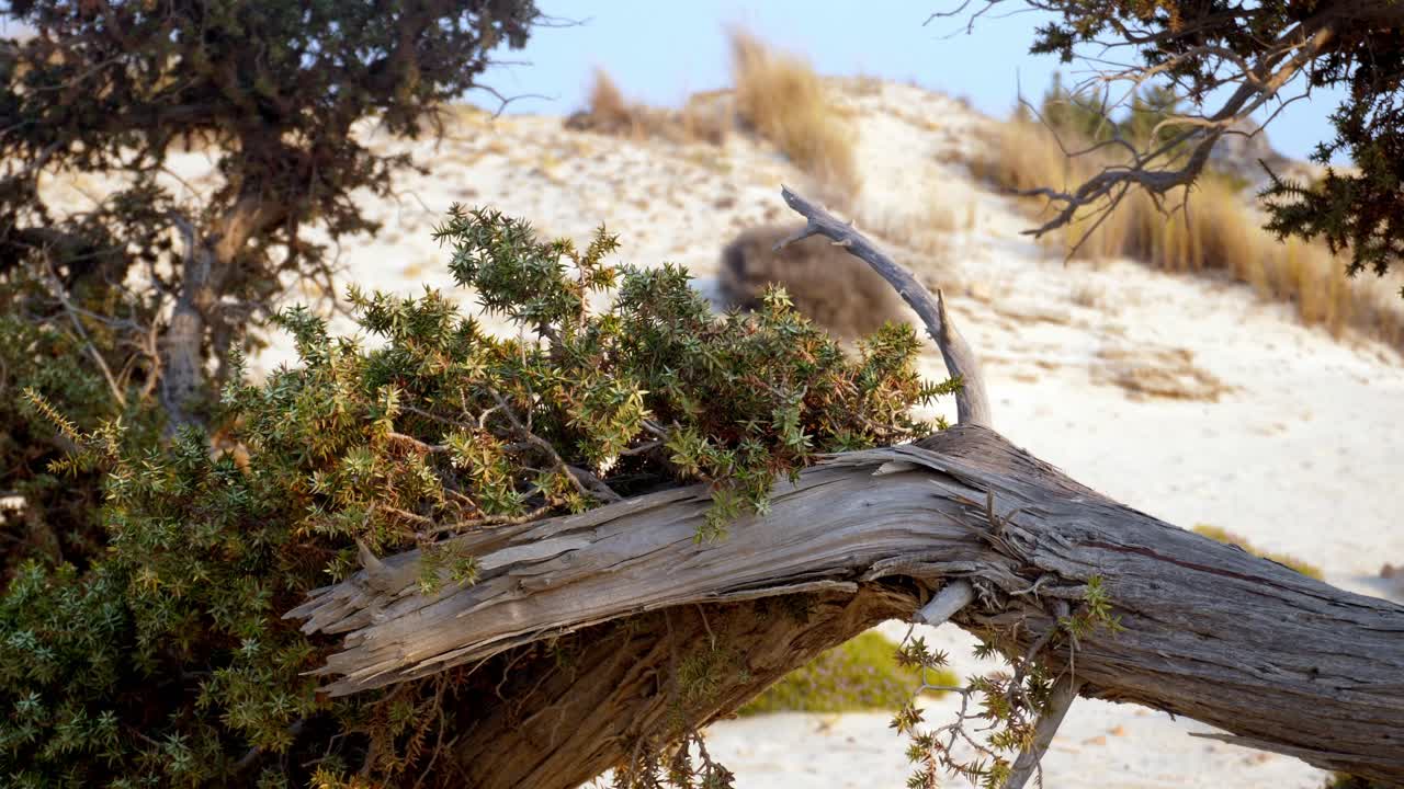 Albero spazzato dal vento e consumato dagli agenti atmosferici e arbusti costieri sulle dune di sabbia chiara a Elafonisos, in Grecia: scena della costa mediterranea illuminata dal sole con texture naturali e calma luce estiva